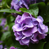 紫陽花1