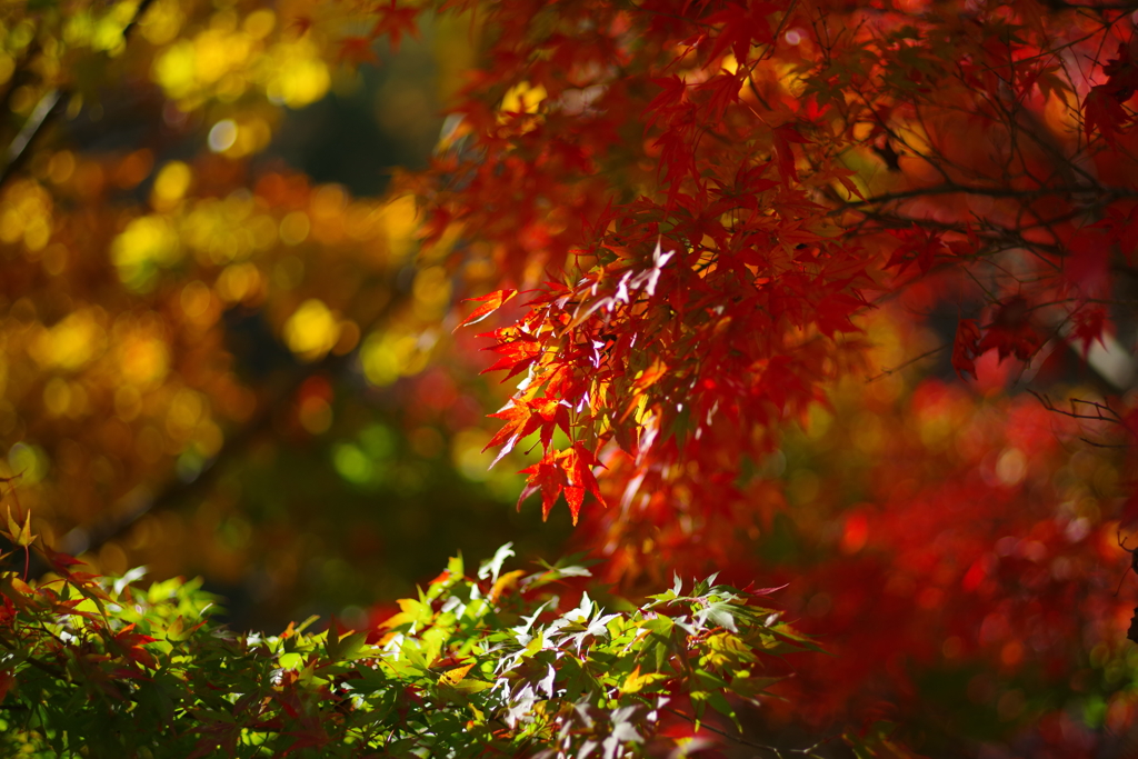 紅葉