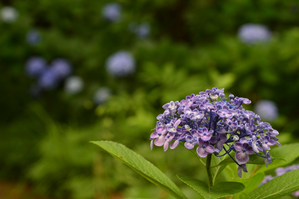 紫陽花