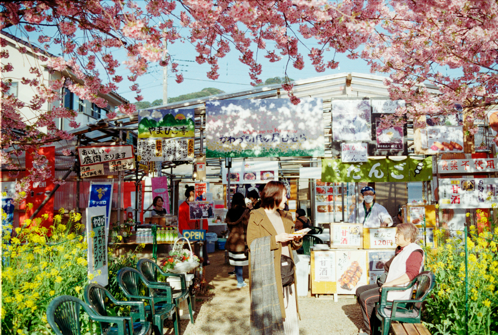 河津桜まつり