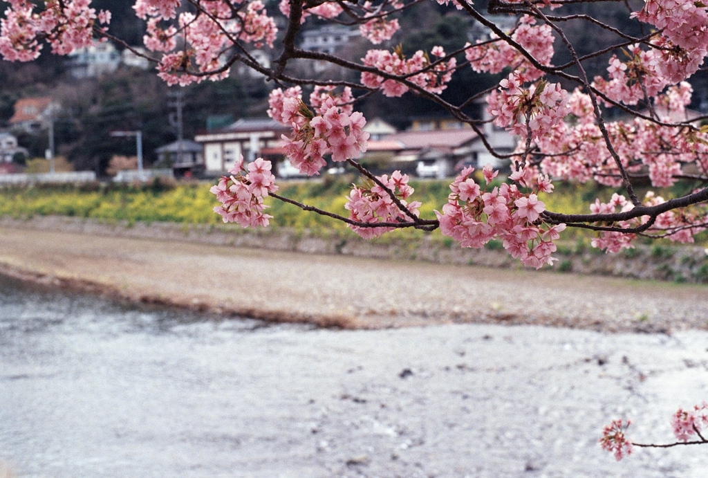 河津桜