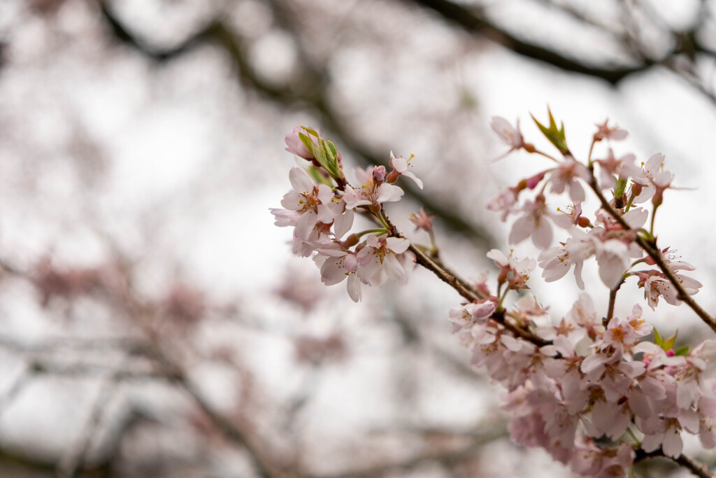 牛代のみずめ桜