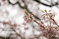 牛代のみずめ桜