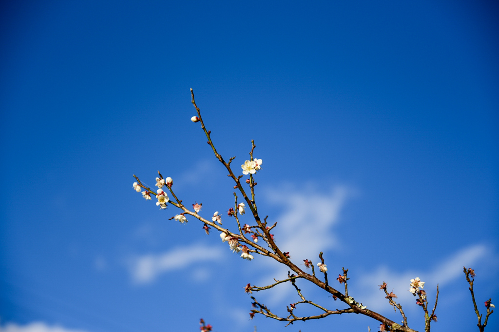 やすらぎの森4