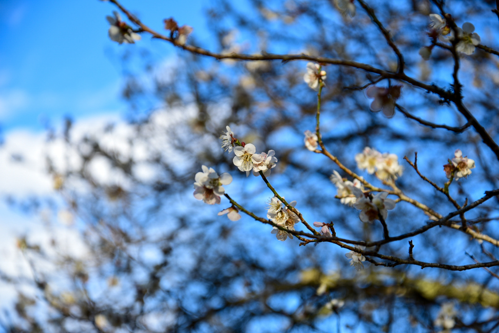 やすらぎの森3