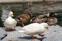 掛川花鳥園