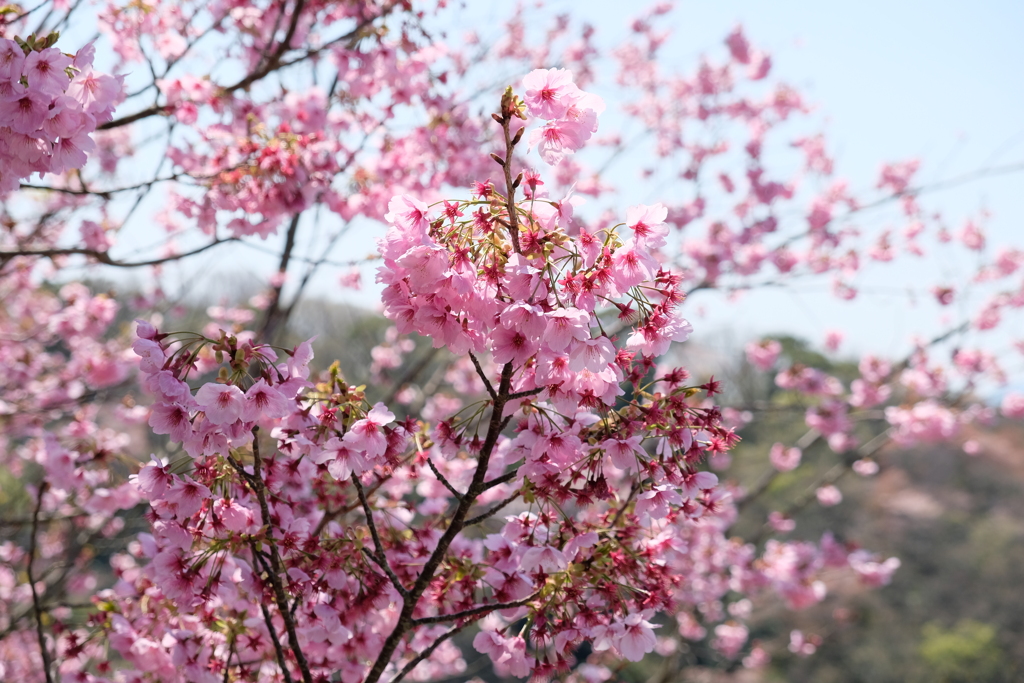 久能山の桜