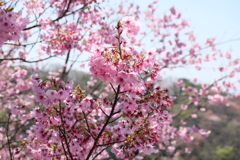 久能山の桜