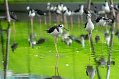 掛川花鳥園