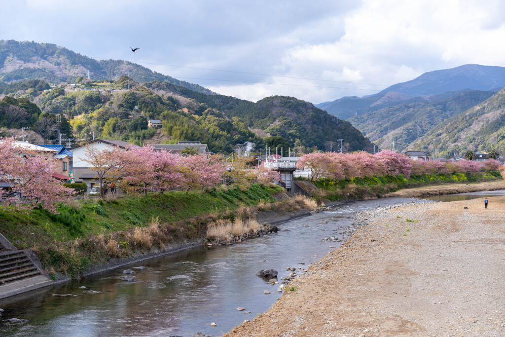 河津桜