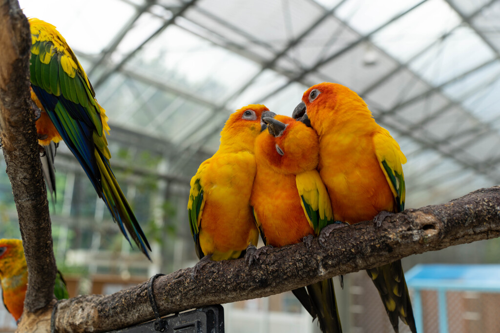 掛川花鳥園