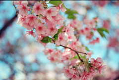 河津桜まつり