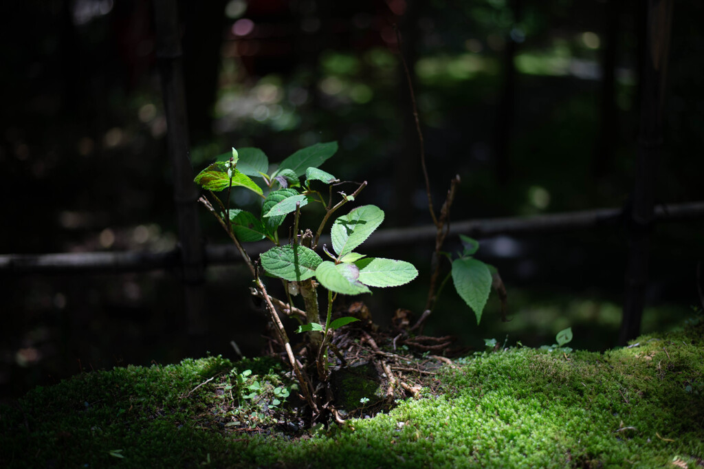 箱根神社