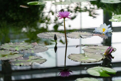 掛川花鳥園