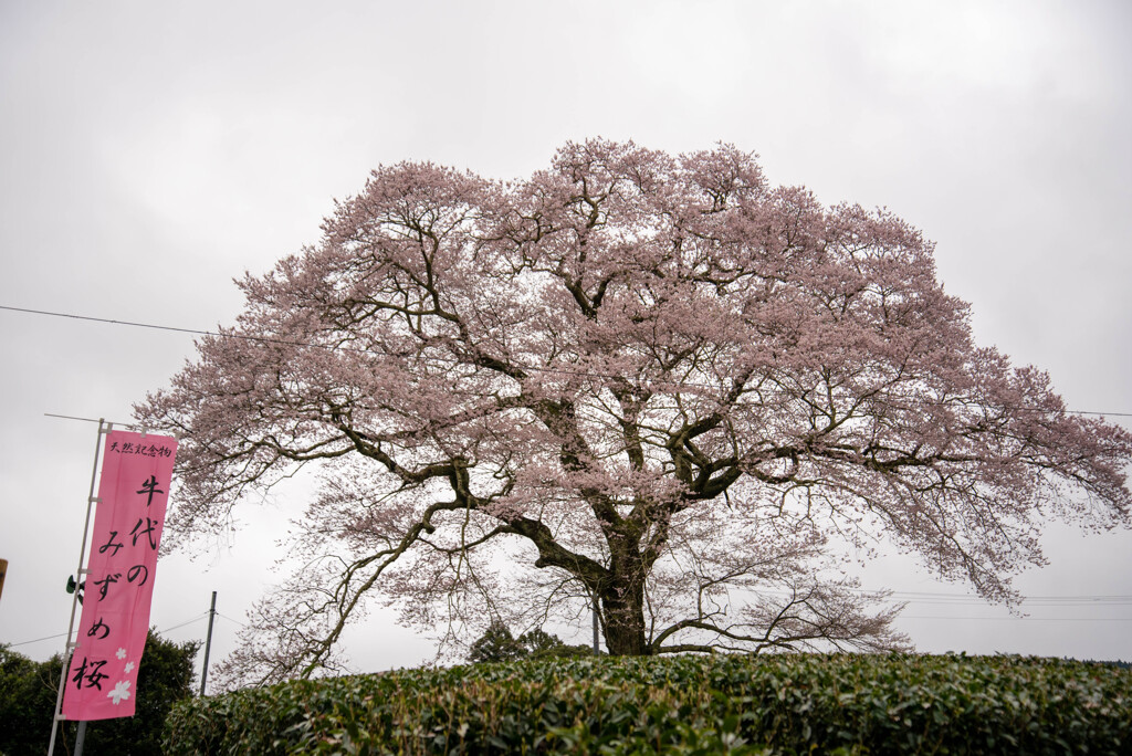 牛代のみずめ桜