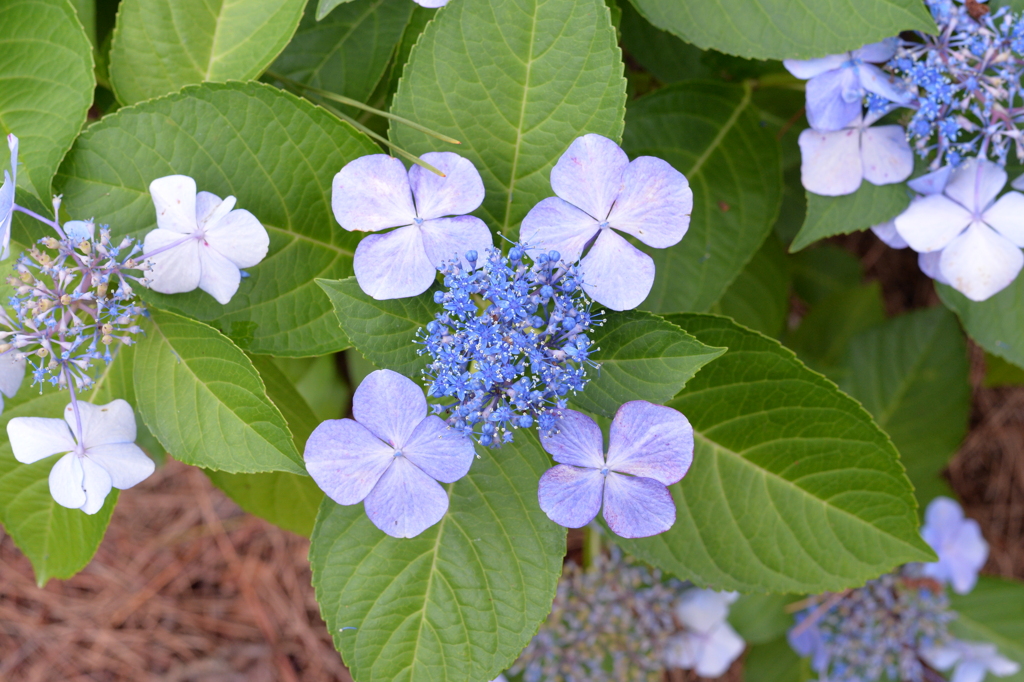 紫陽花