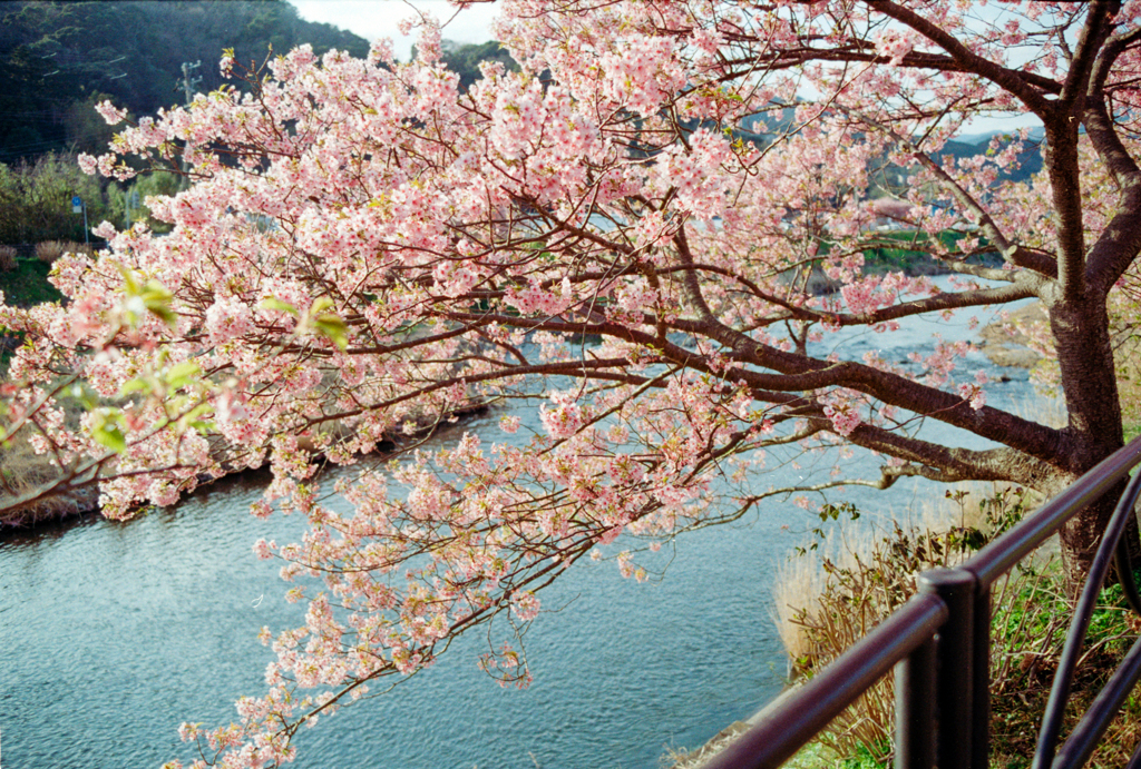 河津桜まつり