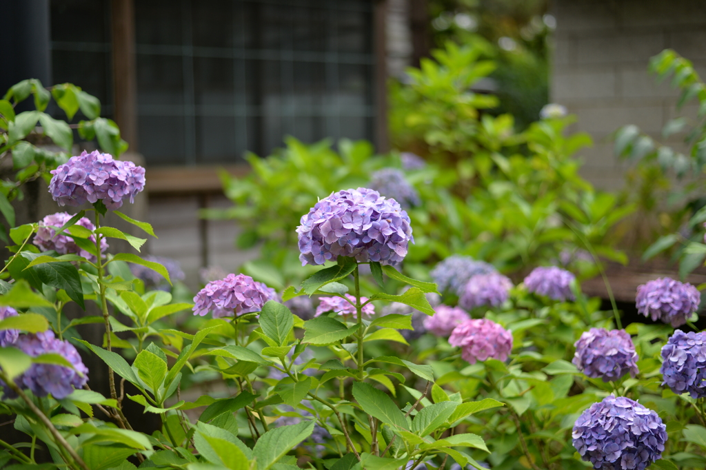 紫陽花