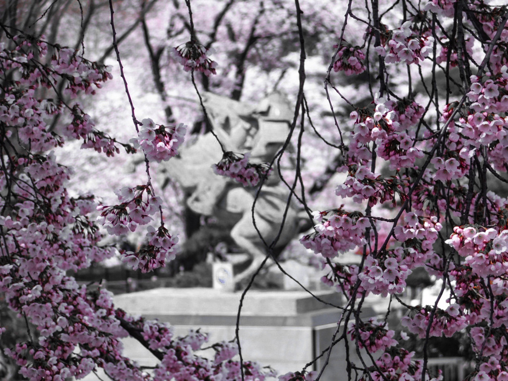 桜