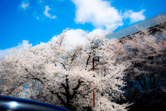 散歩道2