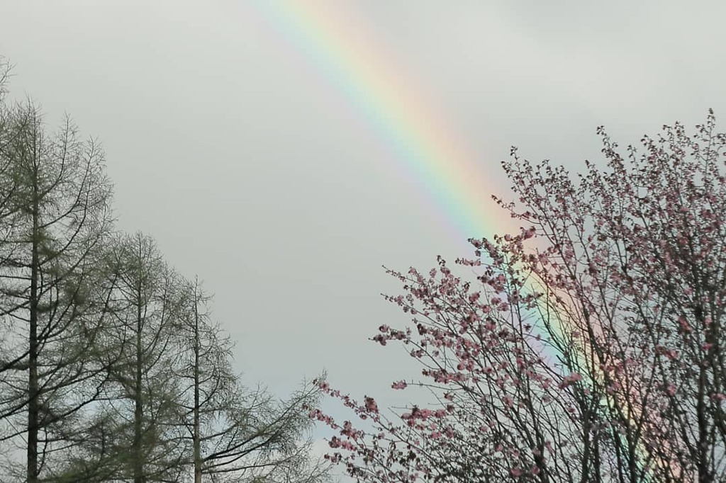 虹と桜