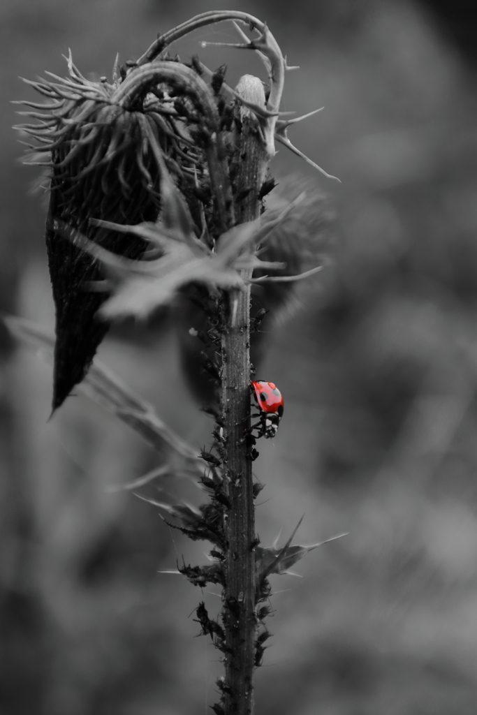 IMG_6704_re01