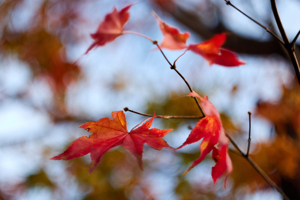 踊る、紅葉