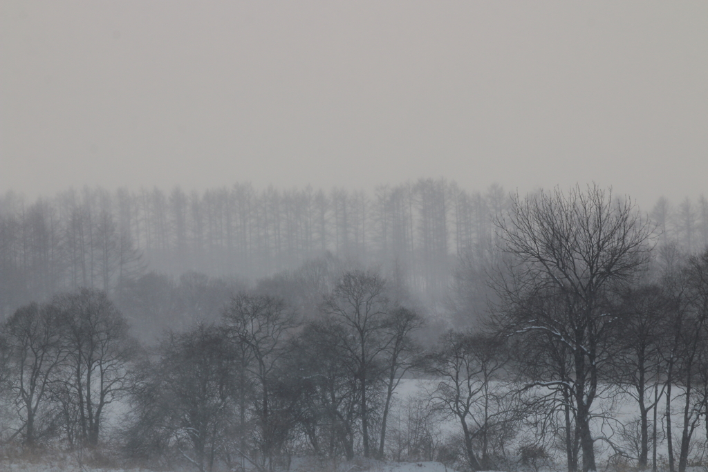 吹雪 林