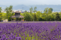 ファーム富田のラベンダー