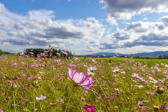 美瑛の夏の終わり