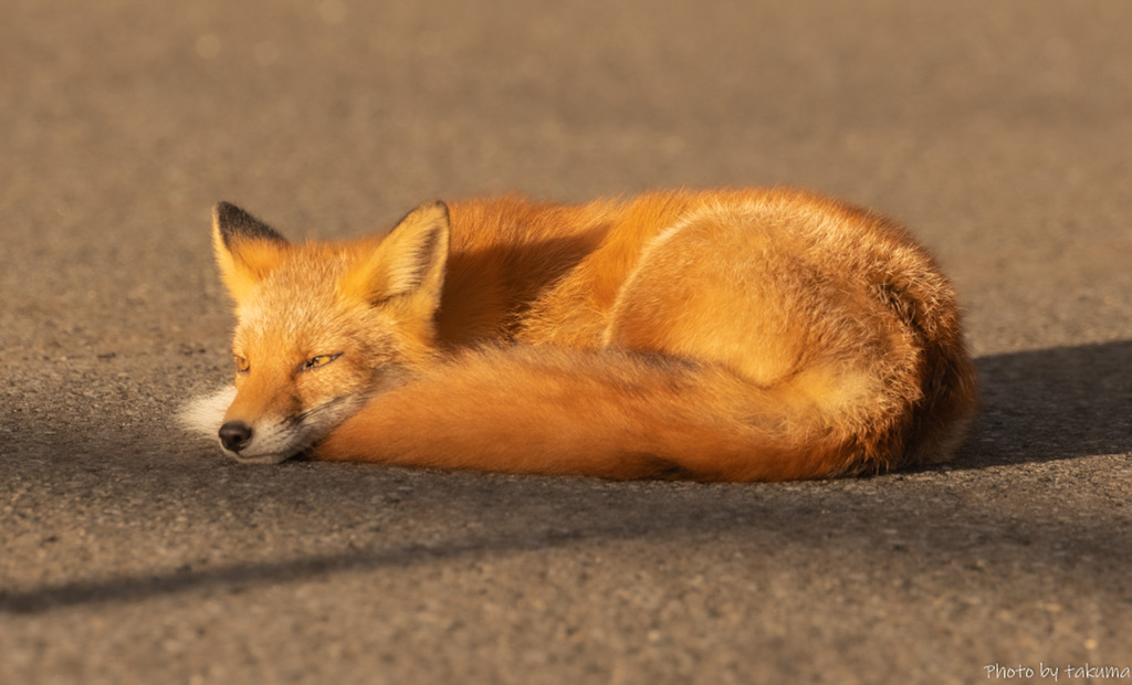 キタキツネ