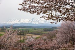 深山峠の桜