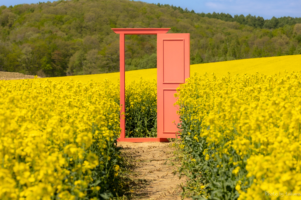 菜の花畑