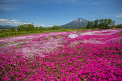 ニセコの芝桜