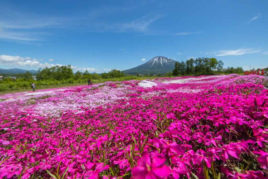 芝桜