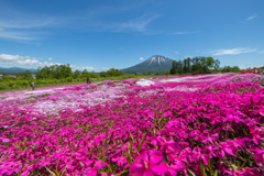 芝桜