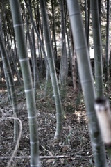 竹林をx-t3 で撮ってみました。