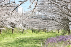 桜に囲まれて