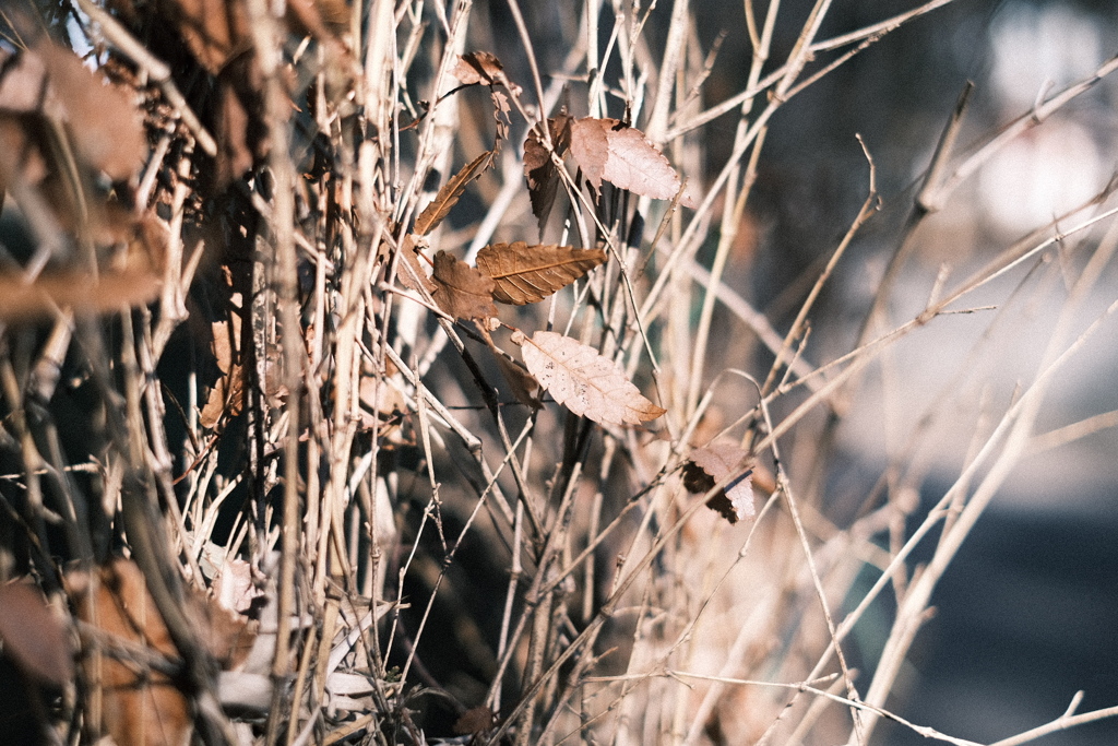 冬の散歩にクラシックネガ