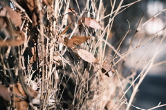 冬の散歩にクラシックネガ