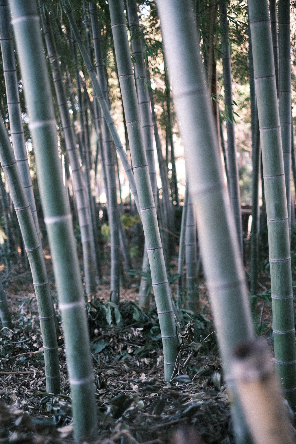 竹やぶはクラシックネガが合う