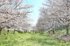 桜に囲まれて