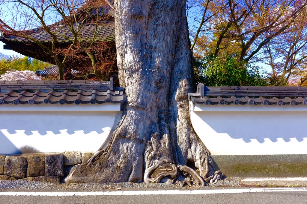 C72EF6BC-30D7-4CB6-BA26-A2462B320306