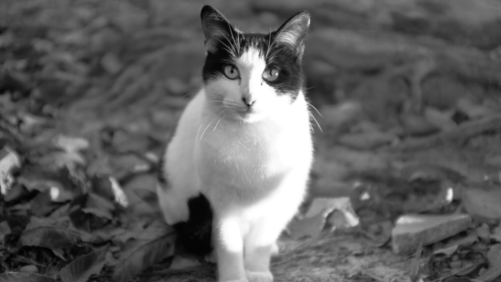 07BD9FFD-9CE4-4B58-81DE-7261926CE96C