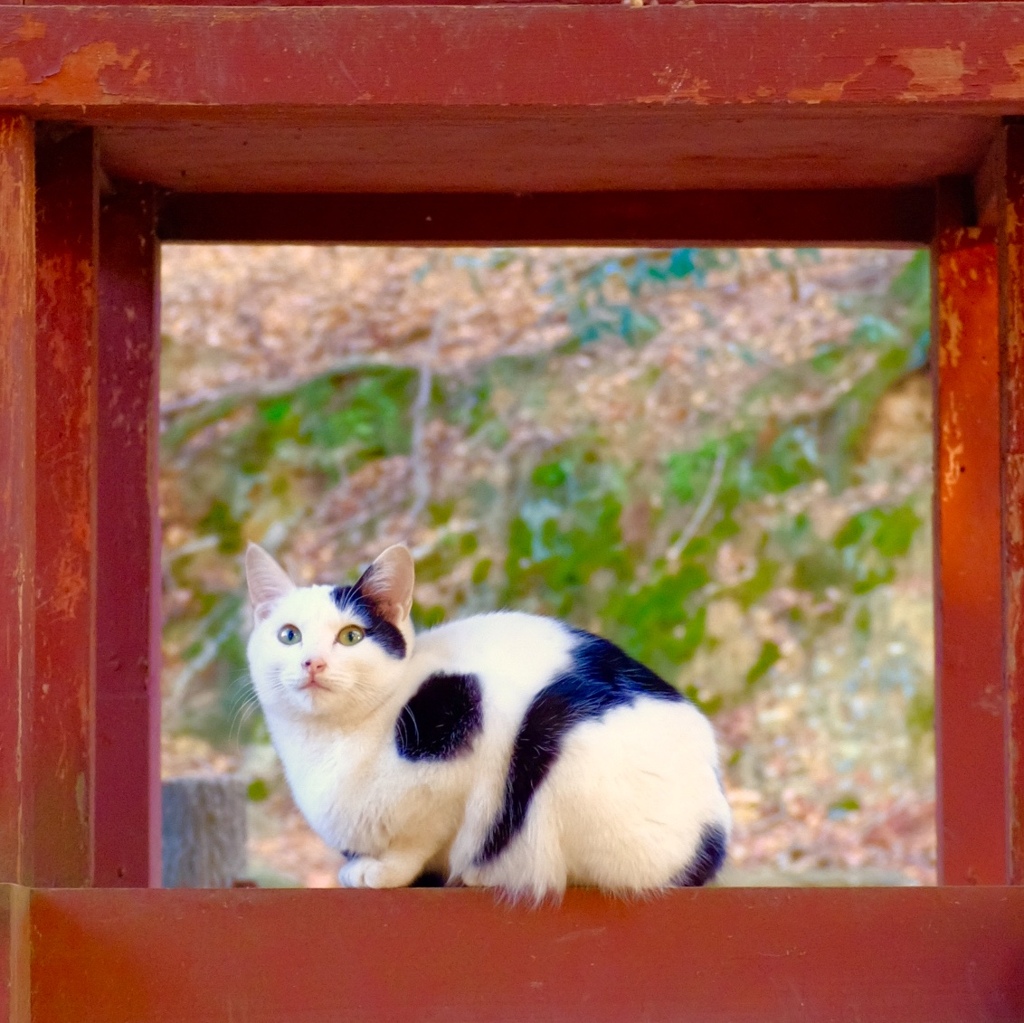 E0CBA518-D417-4942-B005-63DDE5C98A09