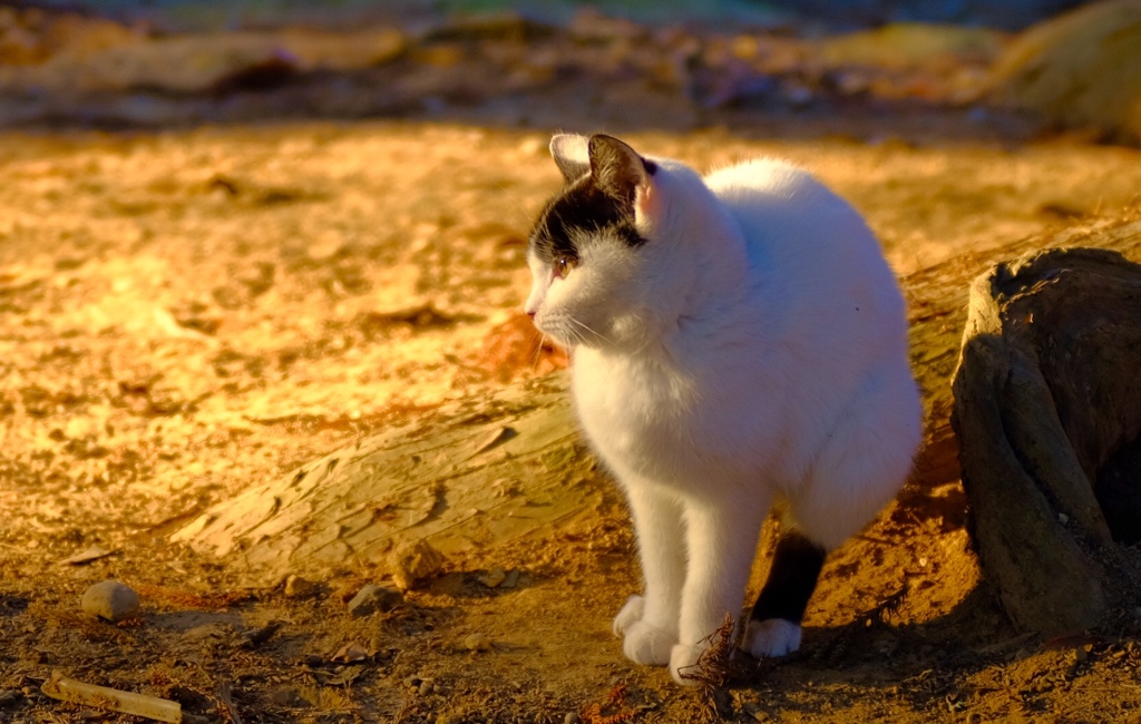 7C31F578-F06D-4FE4-966D-82E5E578B950