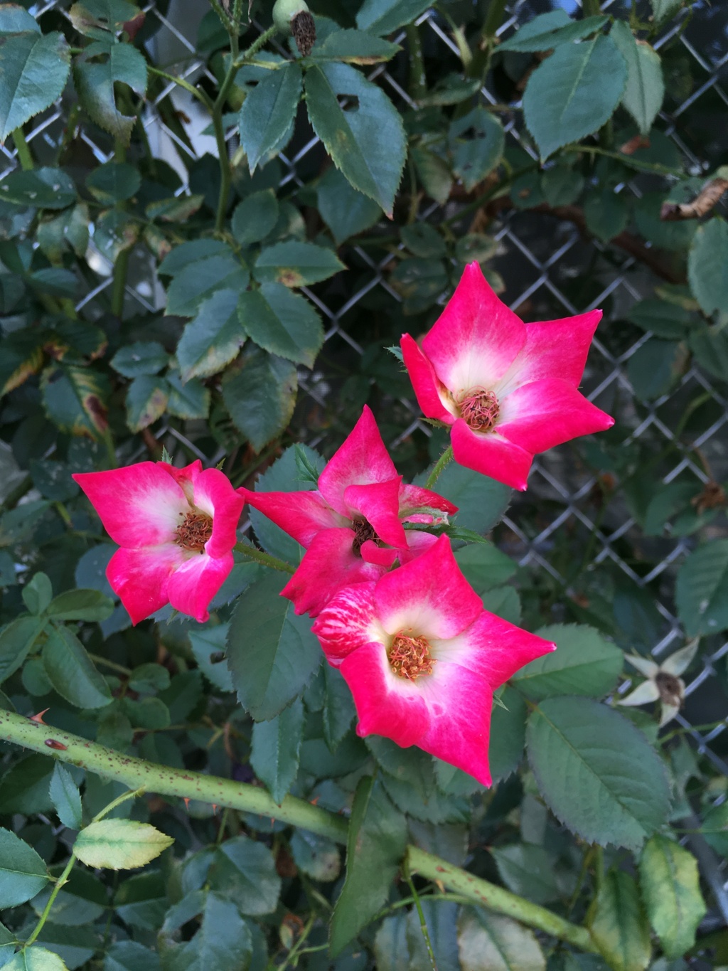 いつかの花、さんぽみち