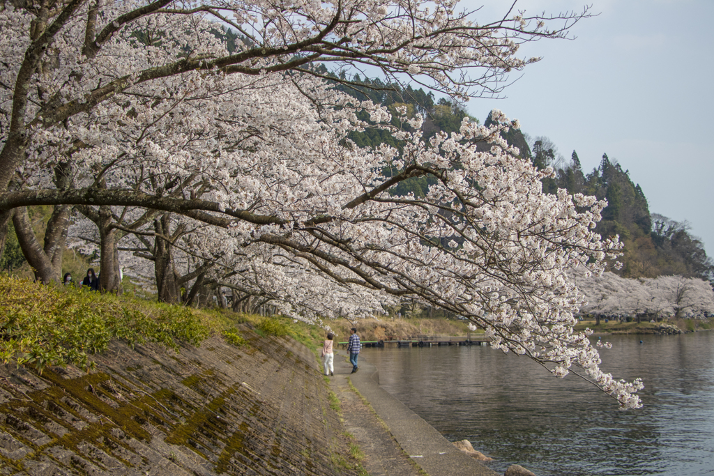 桜満開