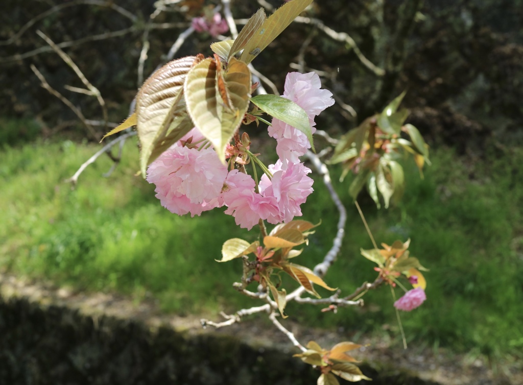 八重桜の季節