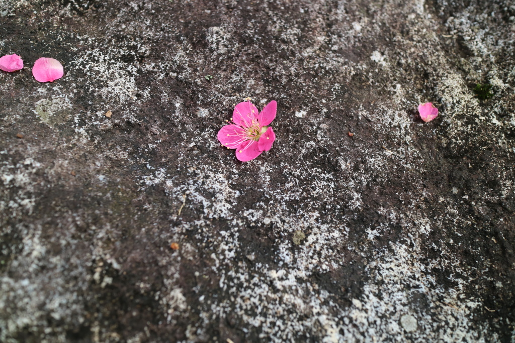 岩の上に一輪の梅が落ちていた。
